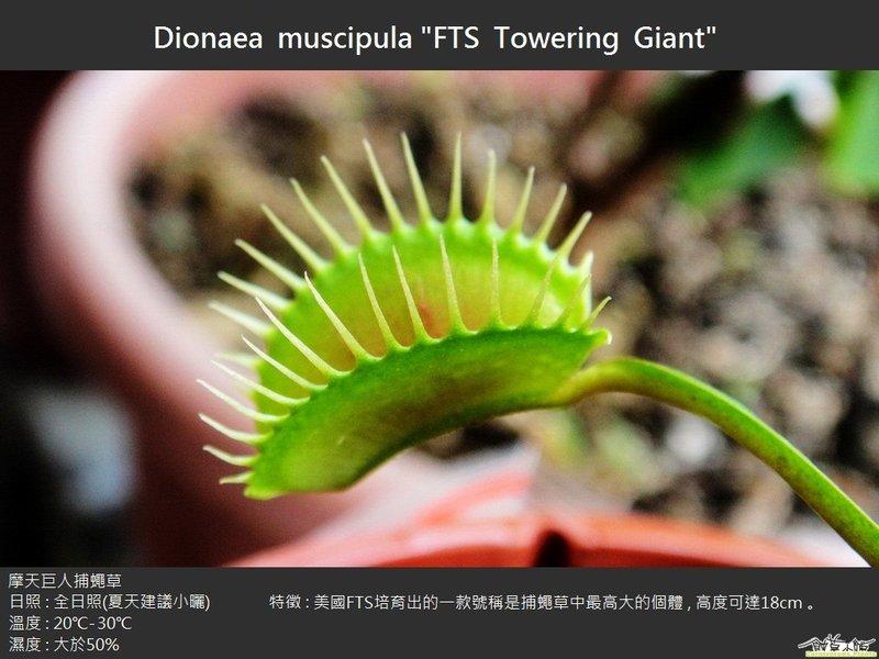 Dionaea muscipula FTS Towering Giant giant venus flytrap