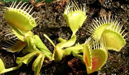 Dionaea muscipula Funnel Trap Venus flytrap