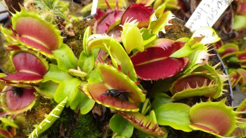 Dionaea muscipula Fused Teeth Extreme Venus flytrap