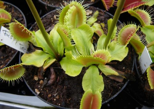 Dionaea muscipula Fussy Teeth Venus flytrap