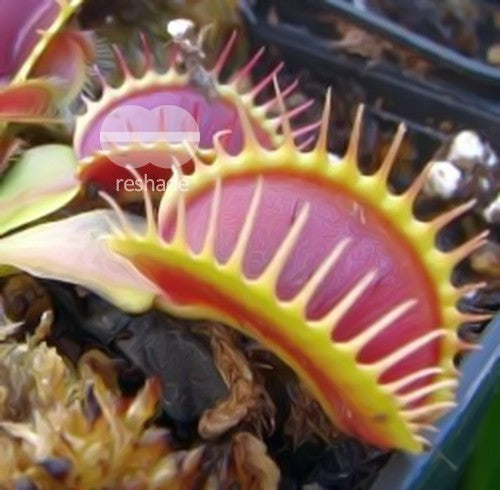 Dionaea muscipula G14 Dirk Ventham's Giant Venus Flytrap