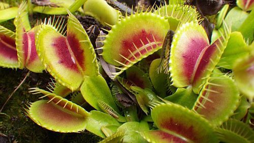 Dionaea muscipula H15 BCP Venus flytrap