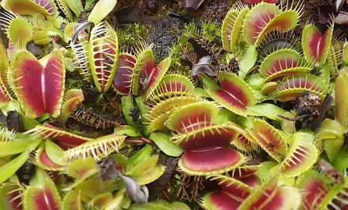 Dionaea muscipula H52 Venus flytrap