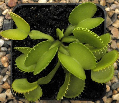 Dionaea muscipula Harmony Venus flytrap
