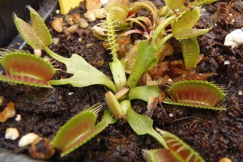 Dionaea muscipula Kayan Venus flytrap