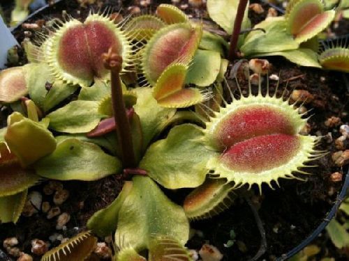 Dionaea muscipula Monkey Ass Venus flytrap