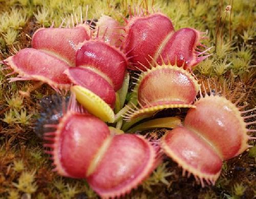 Dionaea muscipula Moon Trap Venus flytrap