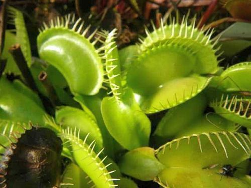 Dionaea muscipula Olive Green Venus flytrap