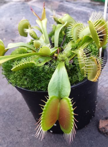 Dionaea muscipula Paradisia Venus flytrap