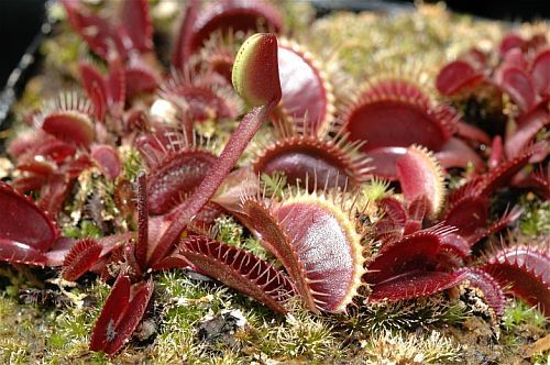 Dionaea muscipula Petite Dragon Venus flytrap