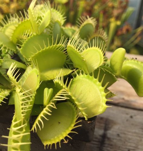 Dionaea muscipula Rabbit Teeth Venus flytrap