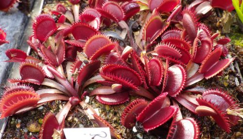 Dionaea muscipula Red Shark Teeth Venus flytrap