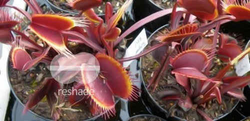 Dionaea muscipula Royal Red Venus flytrap