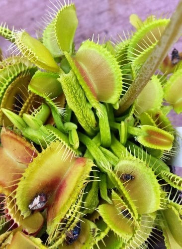 Dionaea muscipula scale stem Venus