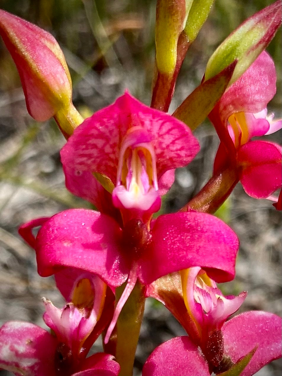Disa Filicornis