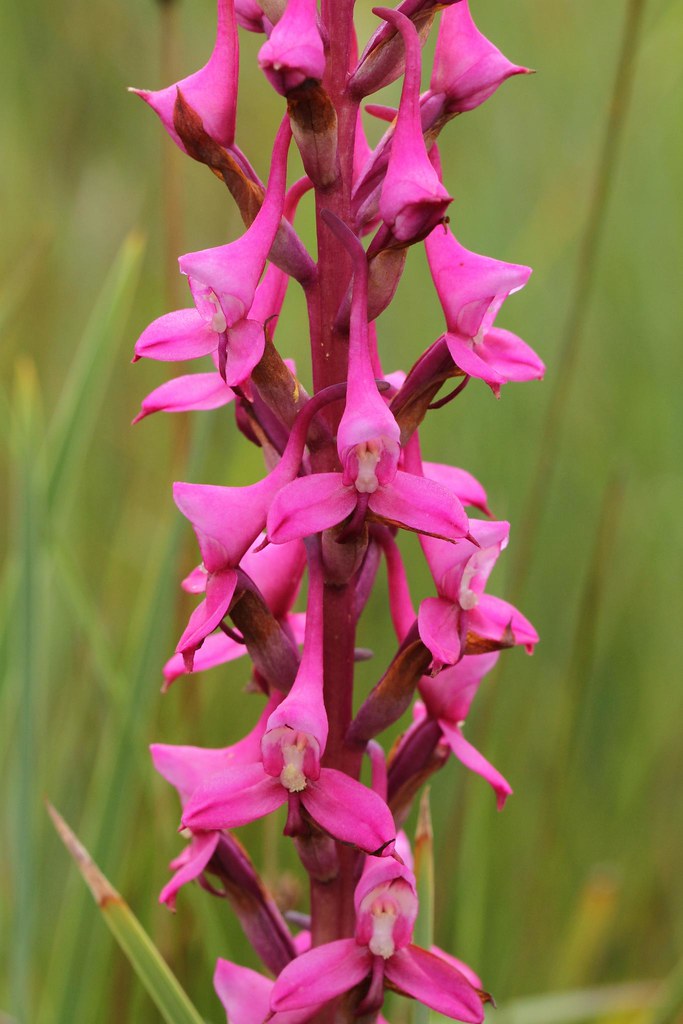 Disa Rhodantha