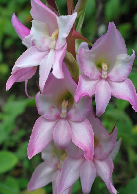 Disa Crassicornis