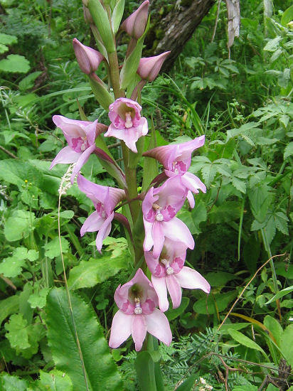 Disa Crassicornis