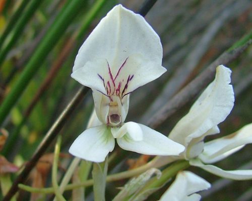 Disa Draconis