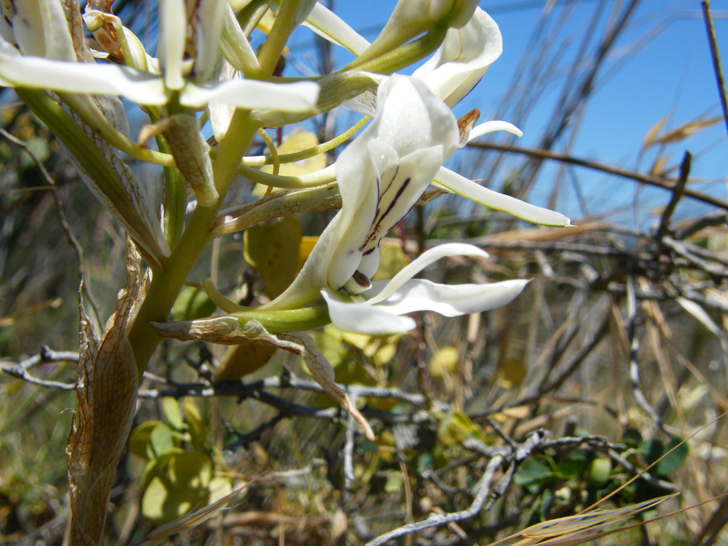 Disa Draconis