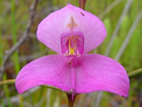 Disa racemosa
