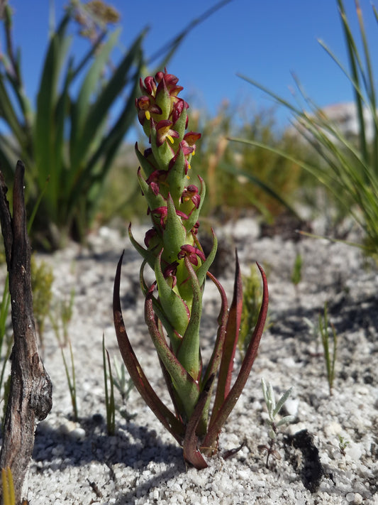 Disa bracteata,
