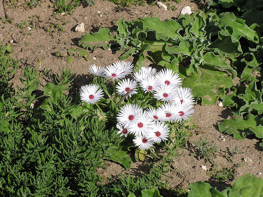 Dorotheanthus Maughanii