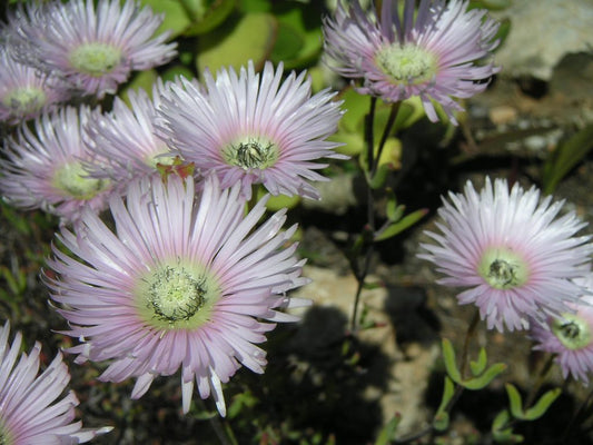 Drosanthemum Bellum