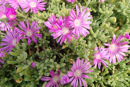 Drosanthemum Hispidum