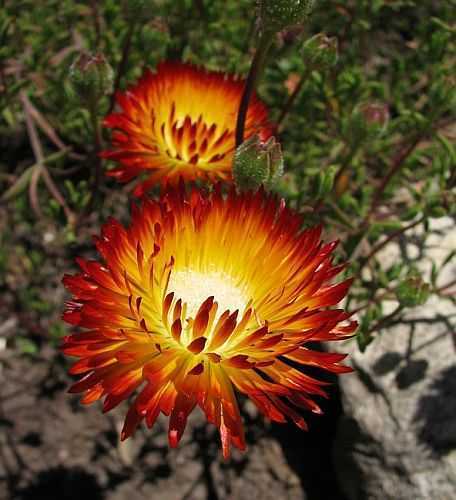 Drosanthemum bicolor