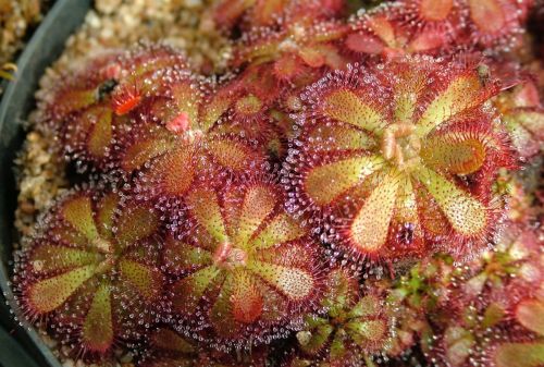 Drosera admirabilis sundew