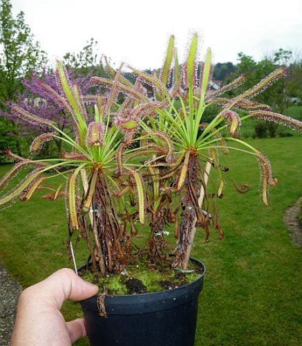 sundew plant seeds Drosera capensis Cape Sundew – The Exotic Seed Emporium