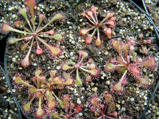 Drosera collinsiae Collins sundew