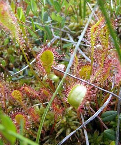 Drosera intermedia all green sundew