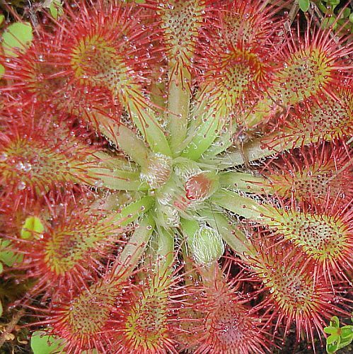 Drosera spathulata sundew