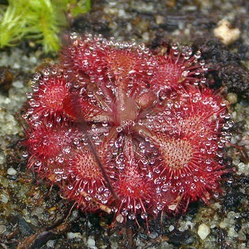 Drosera tokaiensis sundew