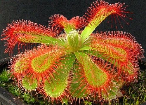 Drosera trinervia sundew