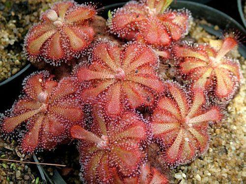 Drosera venusta Tsitsikama elegant sundew