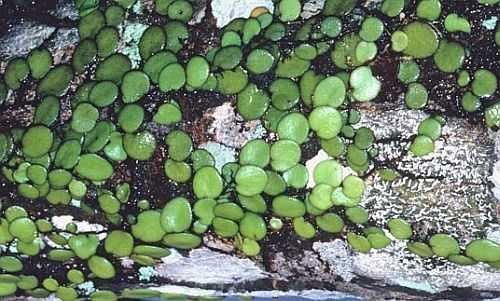 Drymoglossum piloselloides