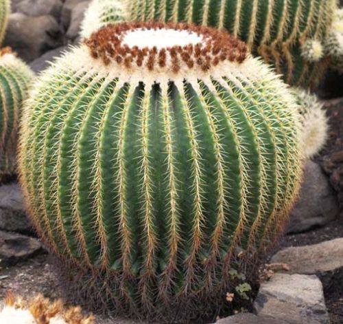 Echinocactus grusonii Golden Barrel Cactus