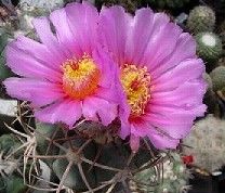Echinocactus horizonthalonius Devilshead - Turks head cactus