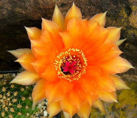 Echinopsis Aphrodite syn: Trichocereus APHRODITE