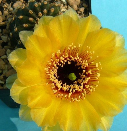 Echinopsis Artemis syn: Trichocereus ARTEMIS