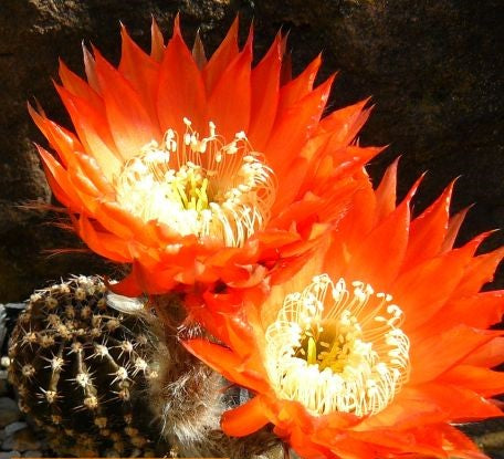 Echinopsis Bonzo syn: Trichocereus BONZO