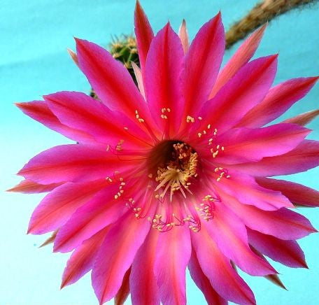 Echinopsis Cabaret syn: Trichocereus CABARET