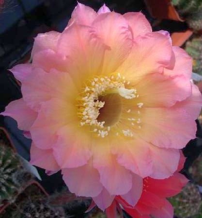 Echinopsis Cantora x Schick x Rheingold Echinopsis Hybrids Mix