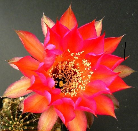 Echinopsis Carneval syn: Trichocereus CARNEVAL