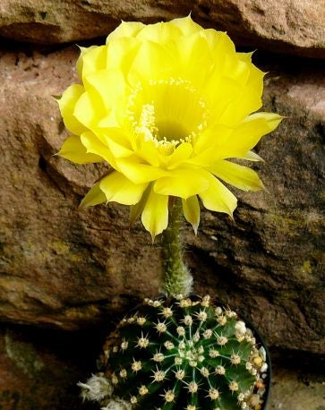 Echinopsis Coquette syn: Trichocereus COQUETTE