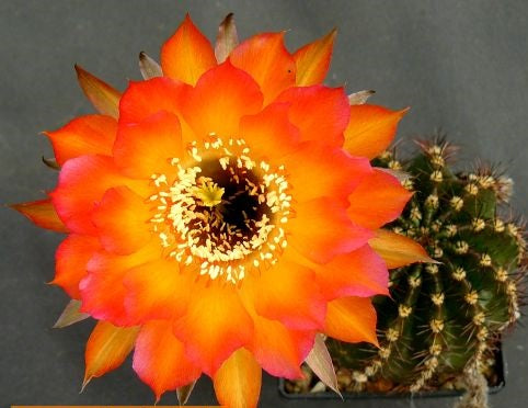 Echinopsis Danse Macabre syn: Trichocereus DANSE MACABRE