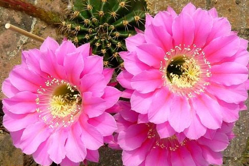 Echinopsis Desdemona syn: Trichocereus DESDEMONA